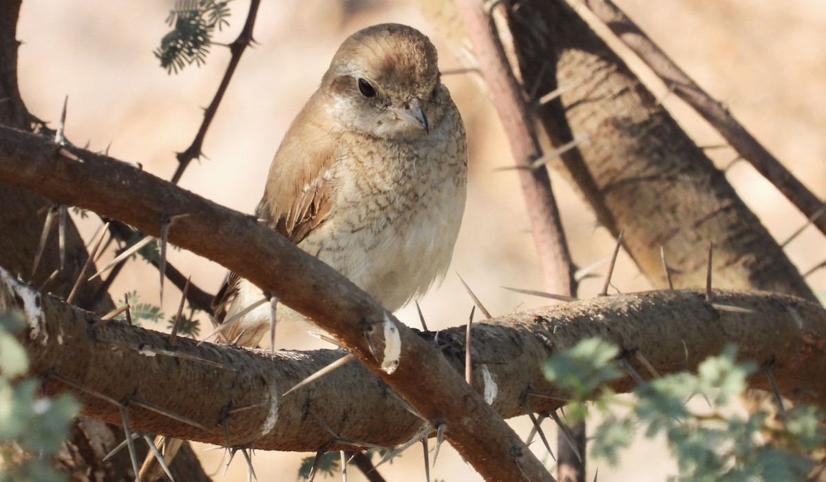 Isabellwürger - ML646650952