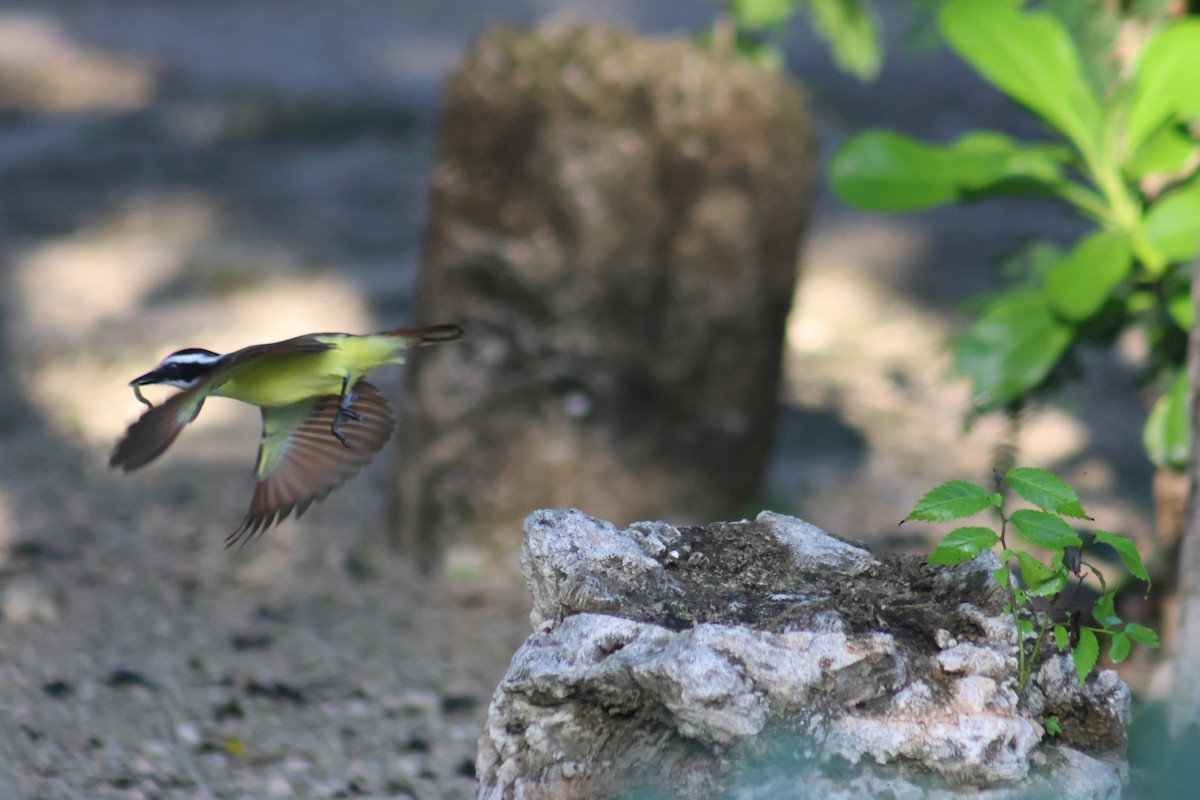 Great Kiskadee - ML646650953