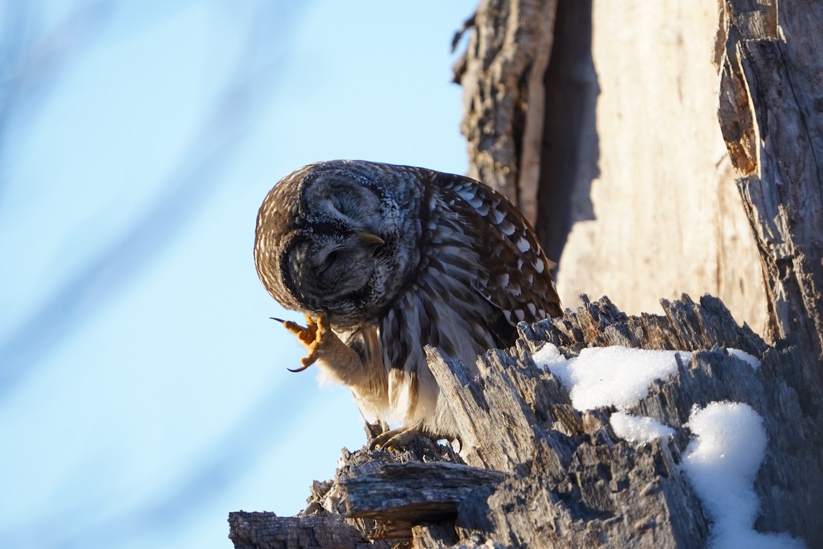 Barred Owl - ML646650956