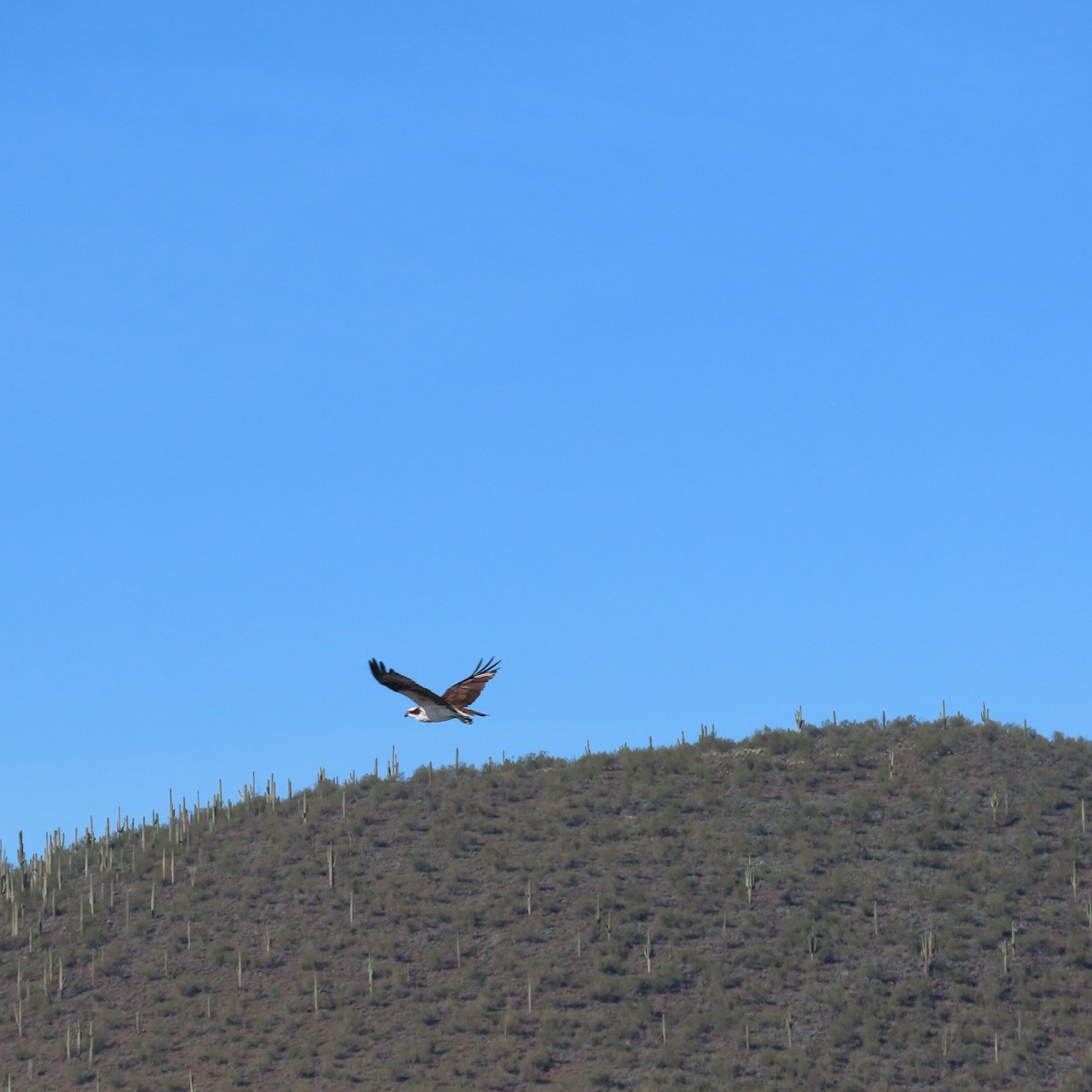 fiskeørn - ML646650957