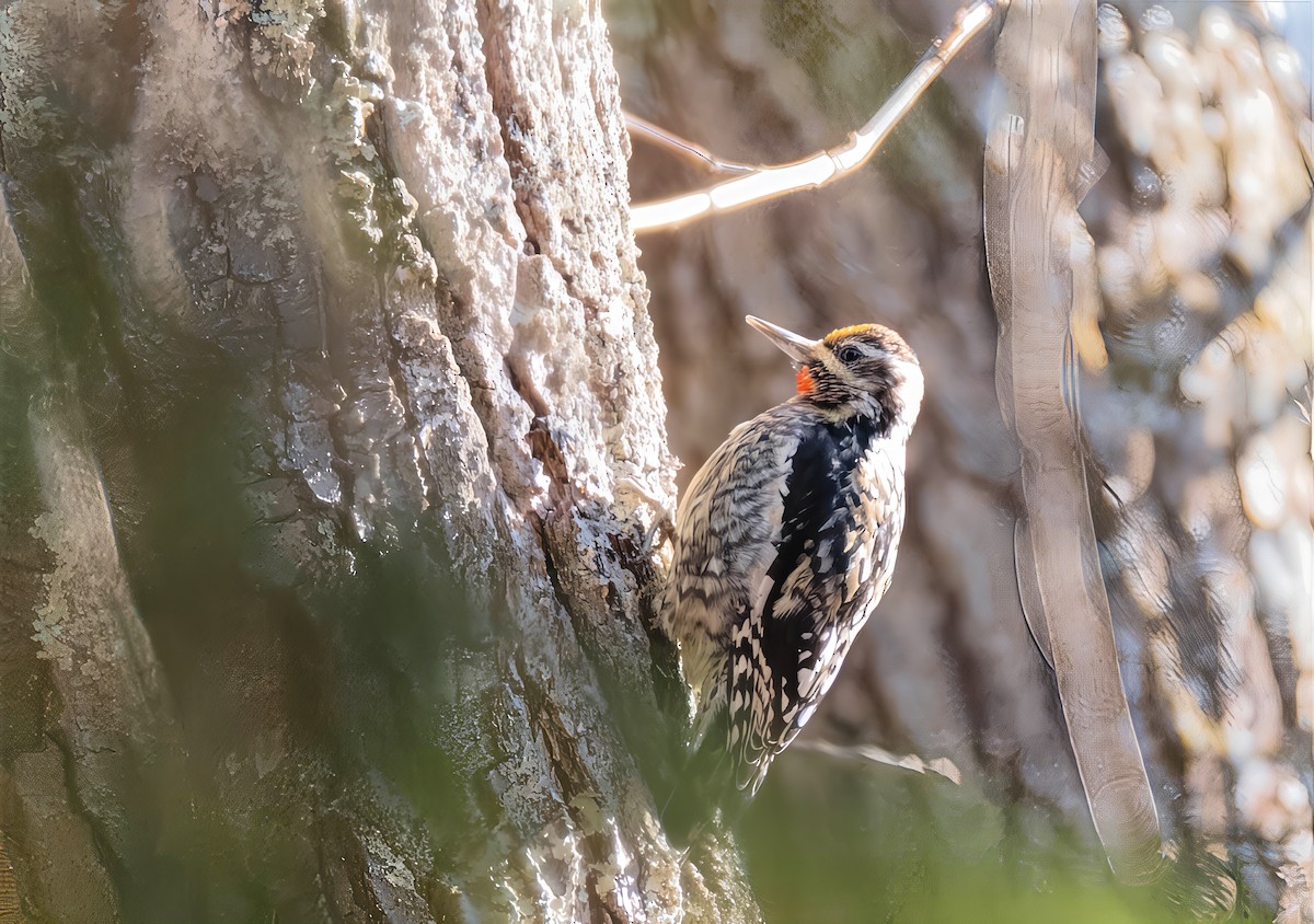 Yellow-bellied Sapsucker - ML646650958