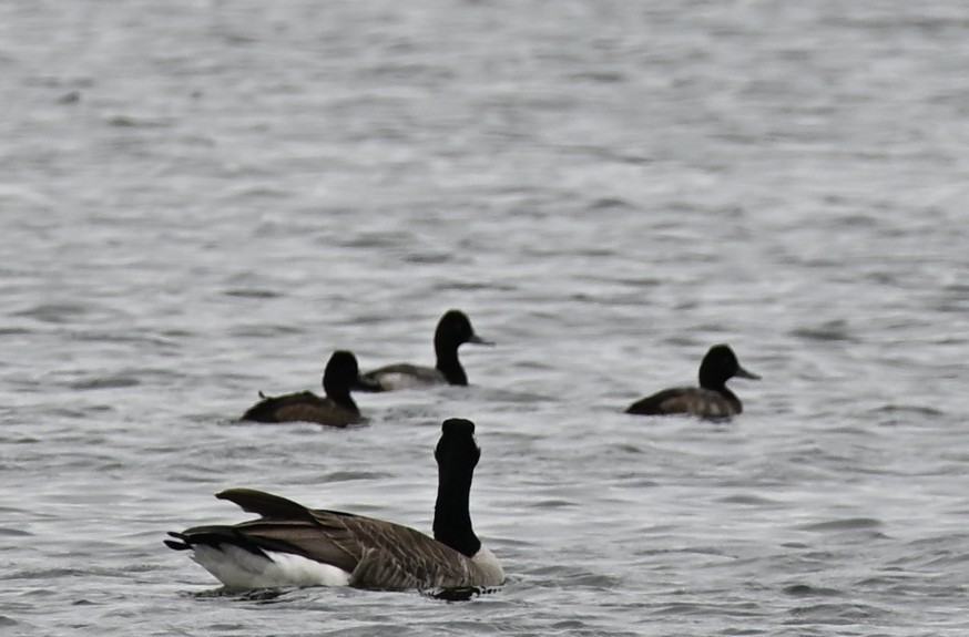 Lesser Scaup - ML646650961