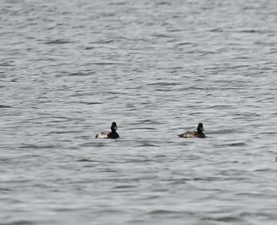 Lesser Scaup - ML646650962