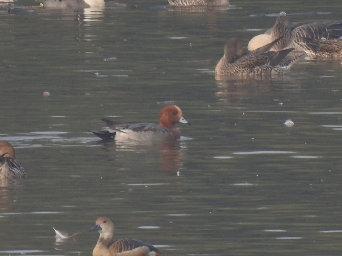 赤頸鴨 - ML646650963