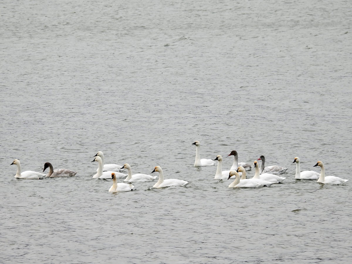 labuť malá - ML646650965