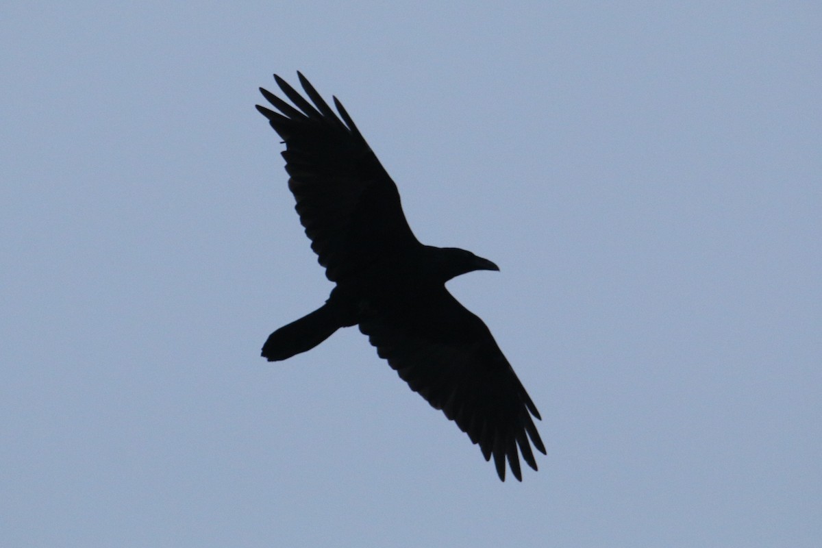 Common Raven - ML646650966