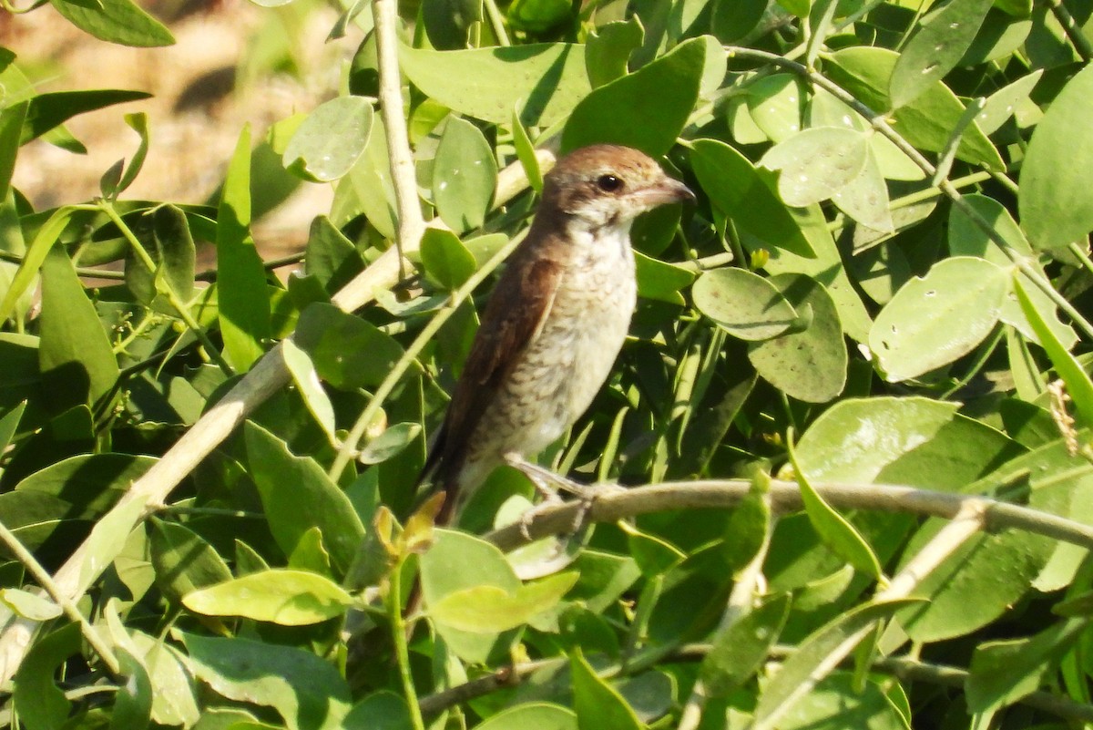 Red-tailed Shrike - ML646650967