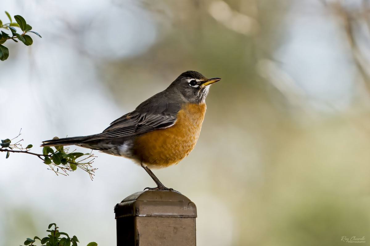 American Robin - ML646650969