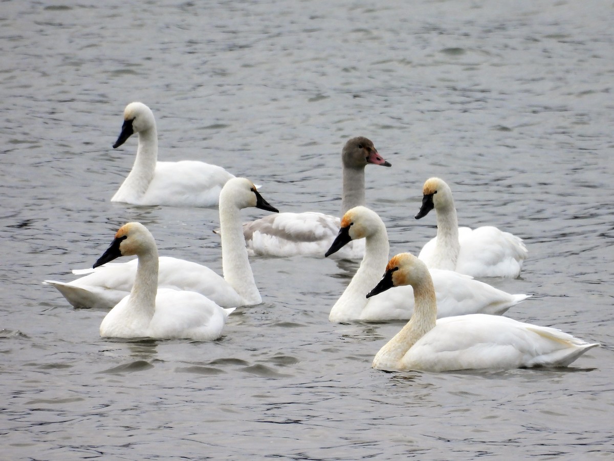 labuť malá - ML646650972