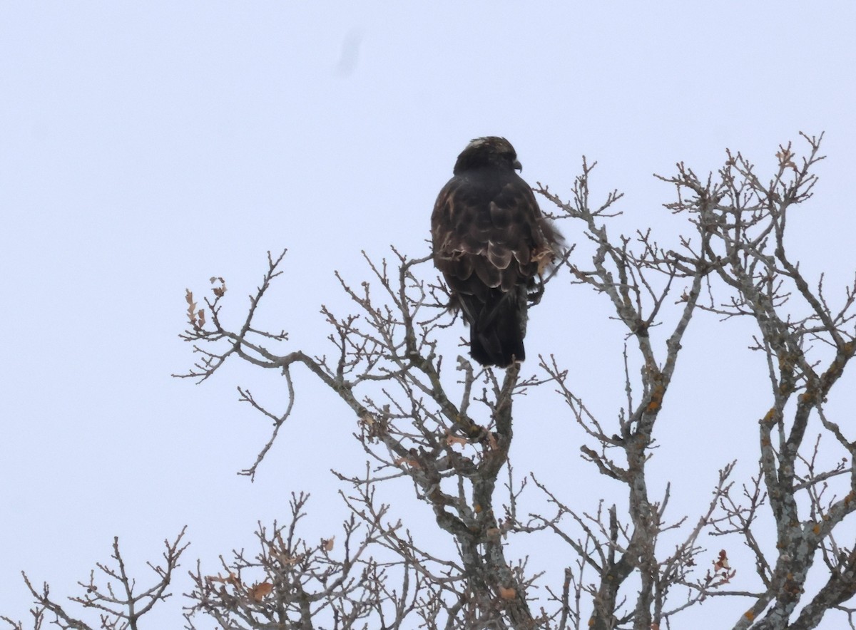Rough-legged Hawk - ML646650974