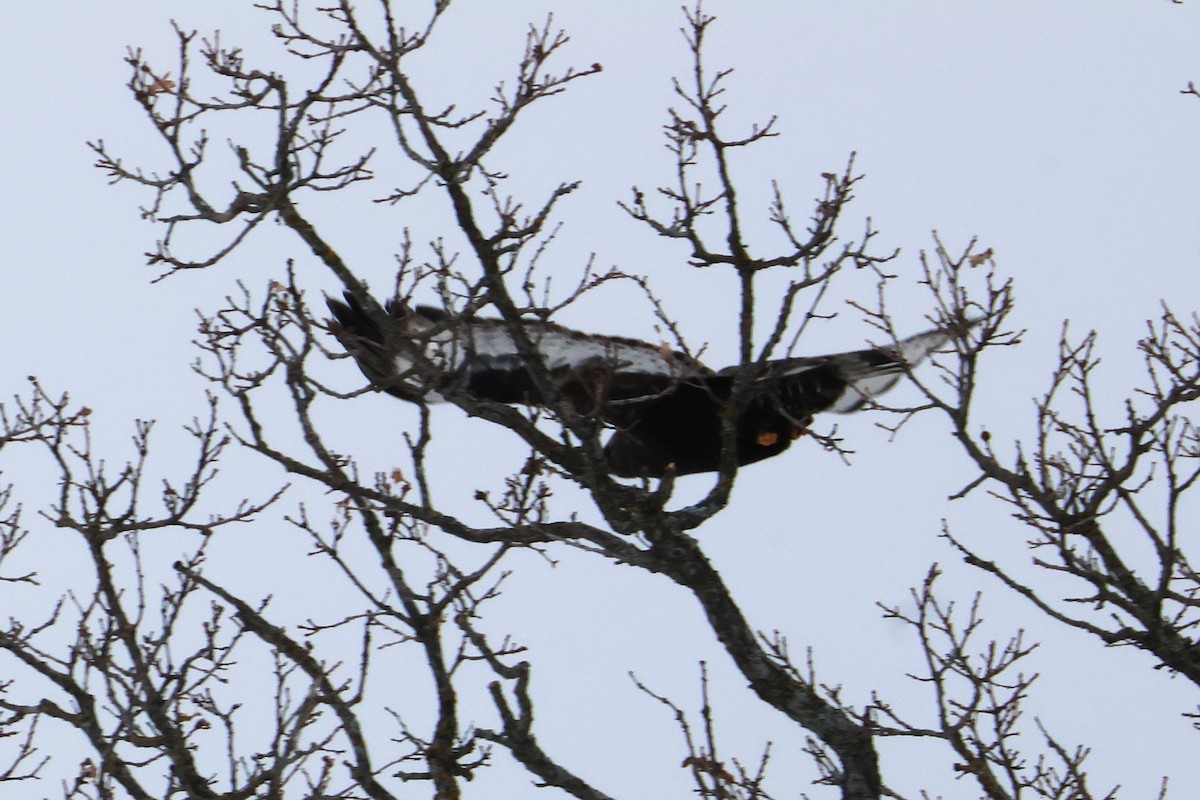 Rough-legged Hawk - ML646650975