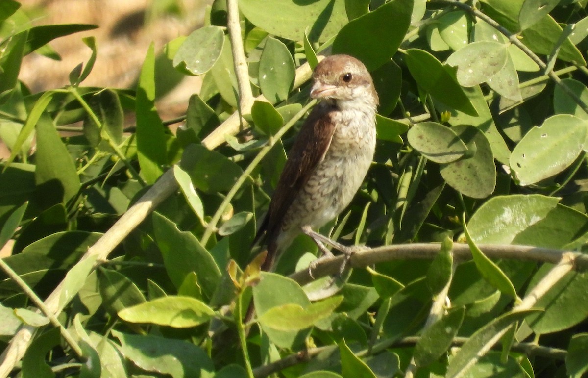 Red-tailed Shrike - ML646650976