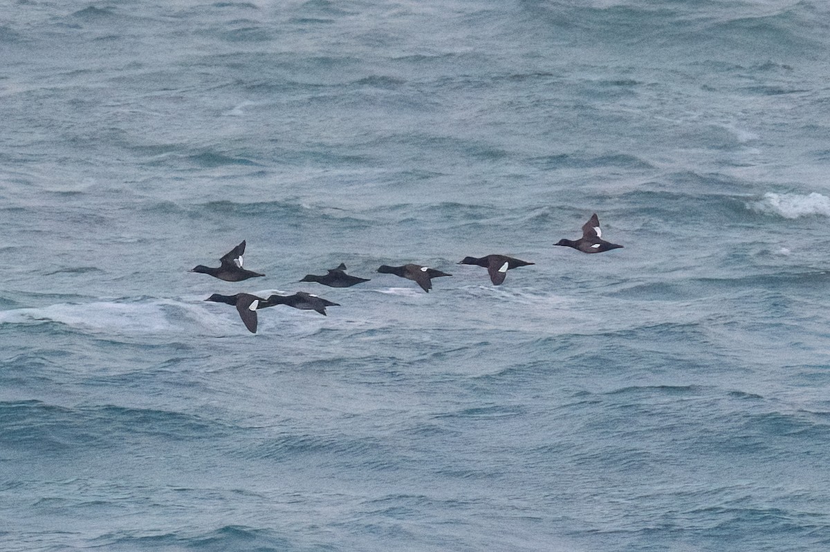 Velvet Scoter - ML646650978