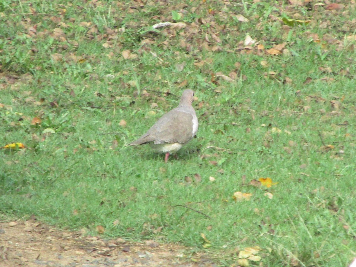 White-tipped Dove - ML646650981