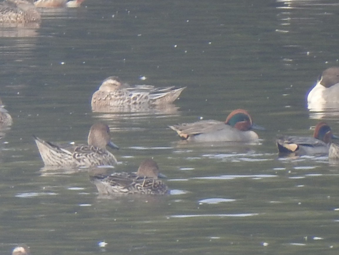 小水鴨 - ML646650982