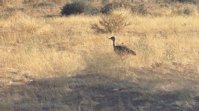 Корхаан намібійський - ML646650984