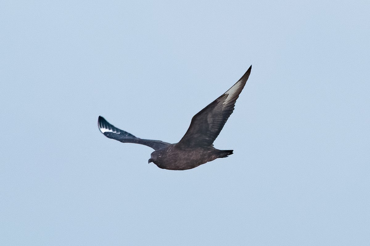 Great Skua - ML646650985