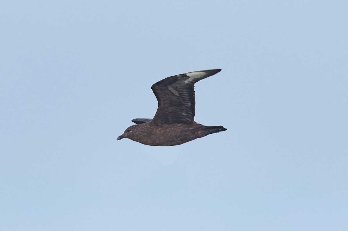 Great Skua - ML646650986