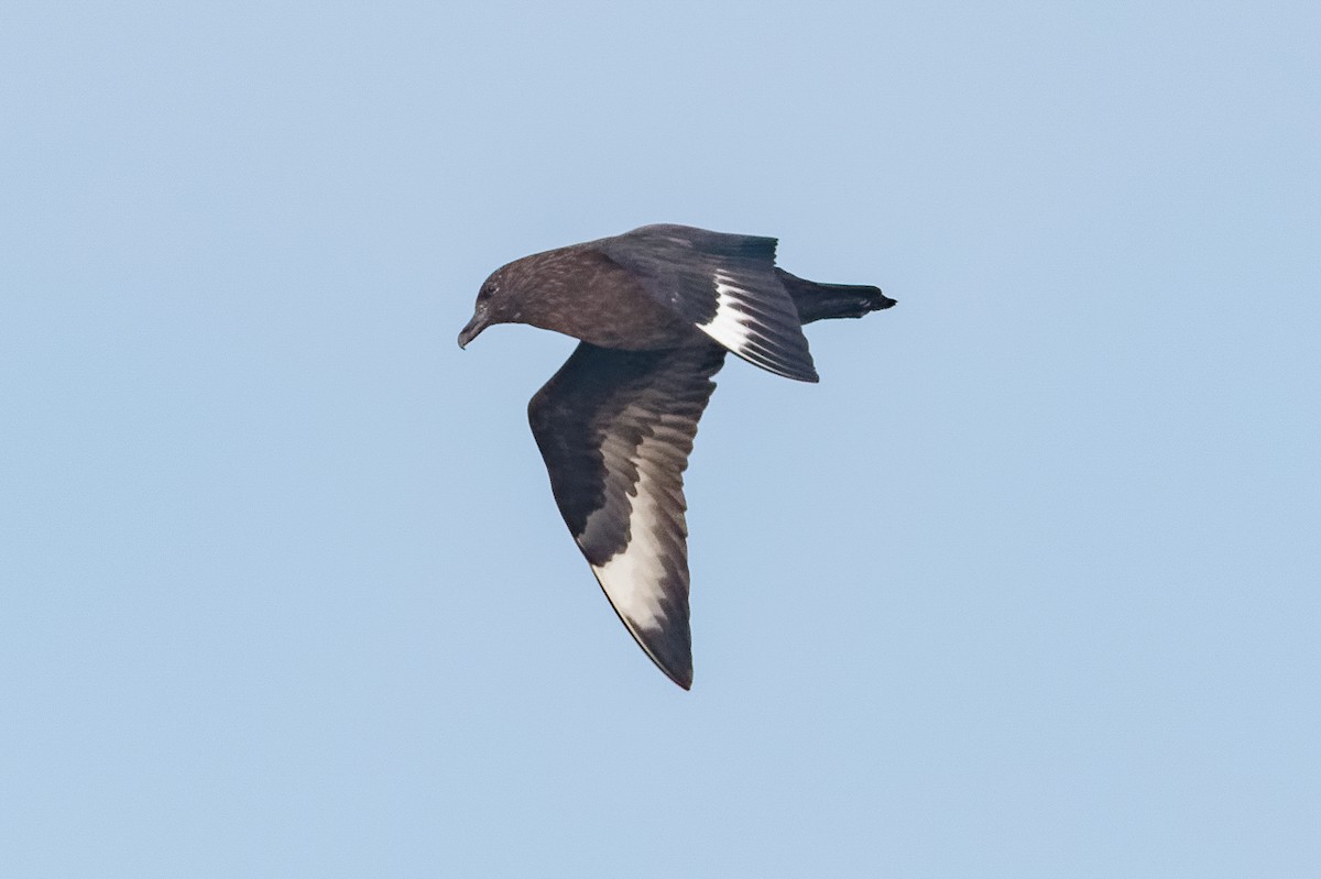Great Skua - ML646650987