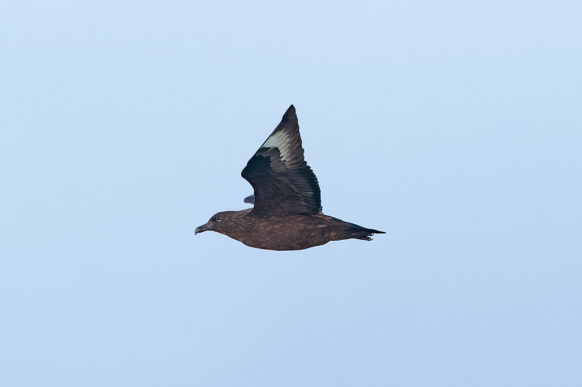 Great Skua - ML646650988