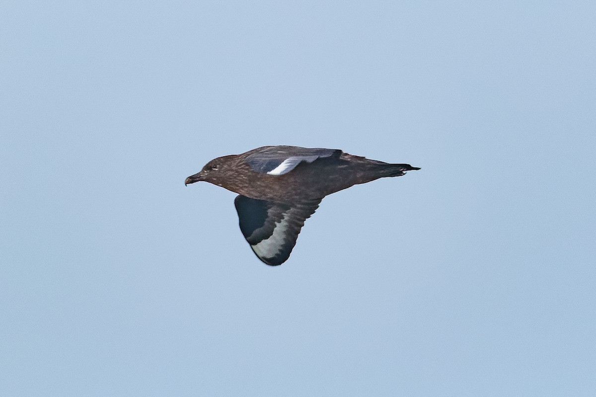 Great Skua - ML646650989