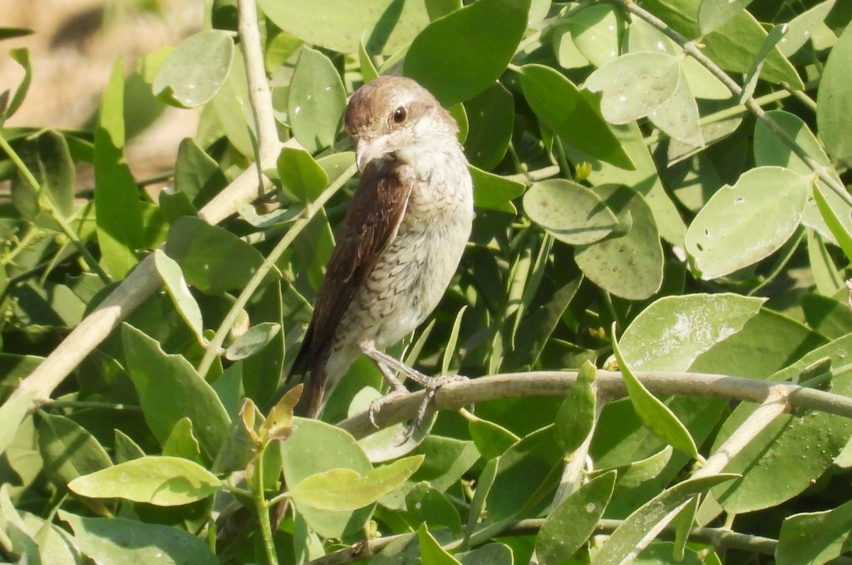 Red-tailed Shrike - ML646650990