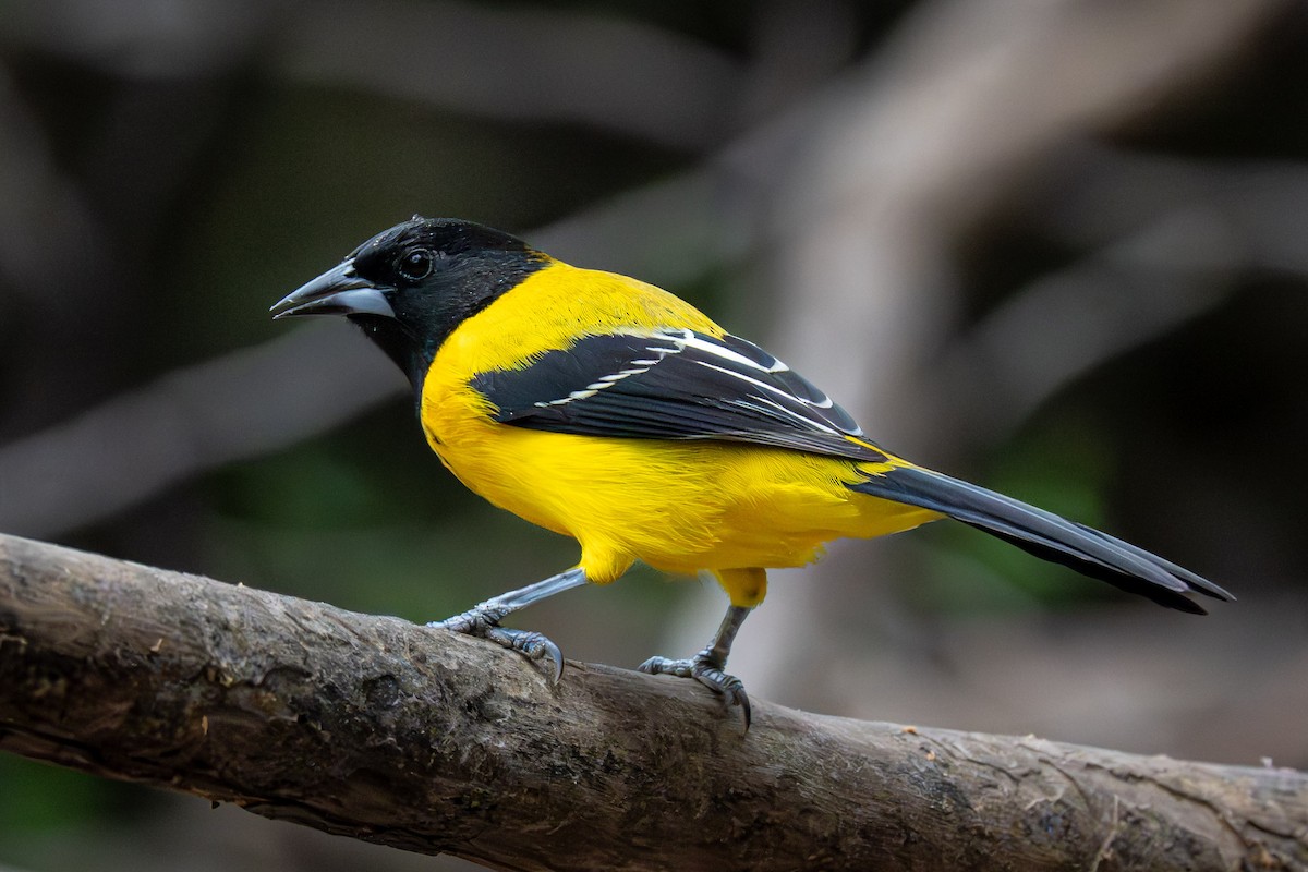Audubon's Oriole - ML646650992
