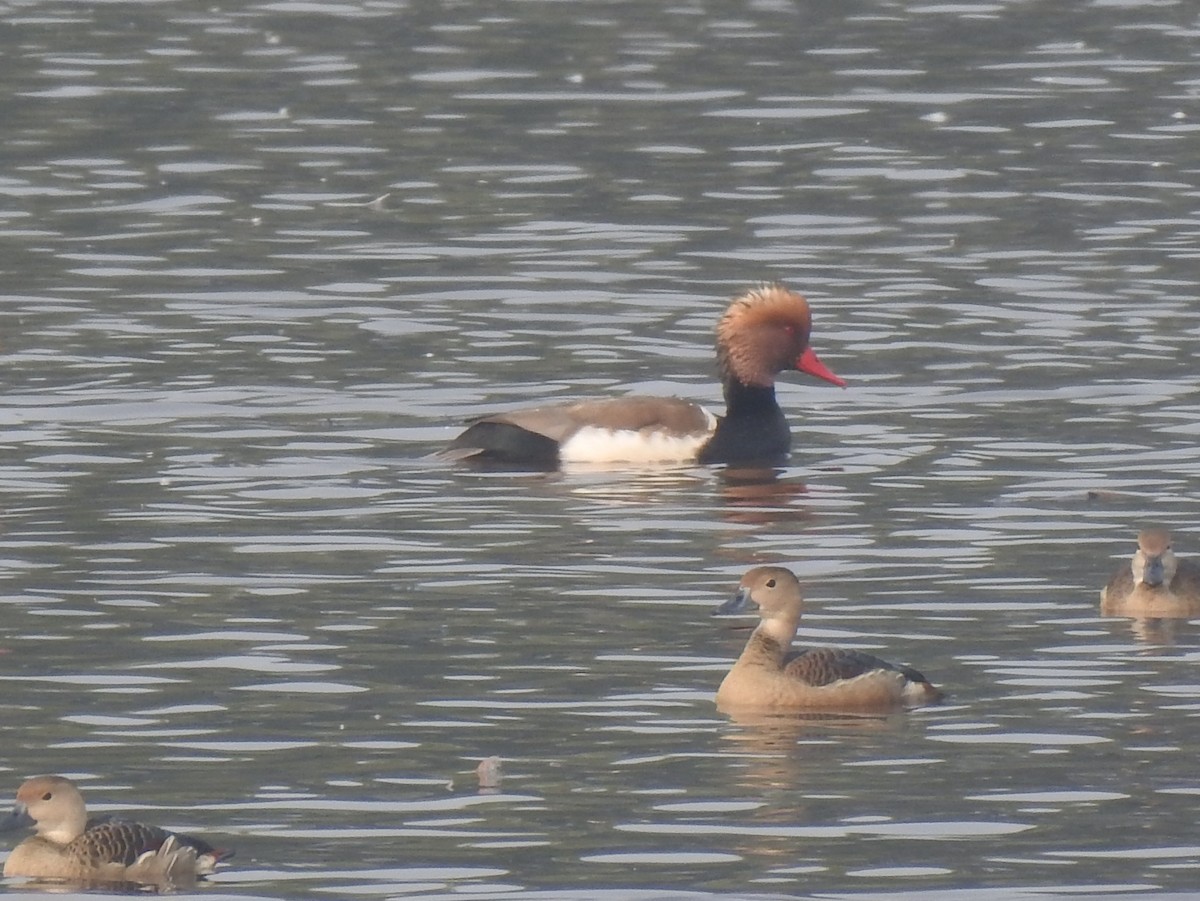 赤嘴潛鴨 - ML646650995