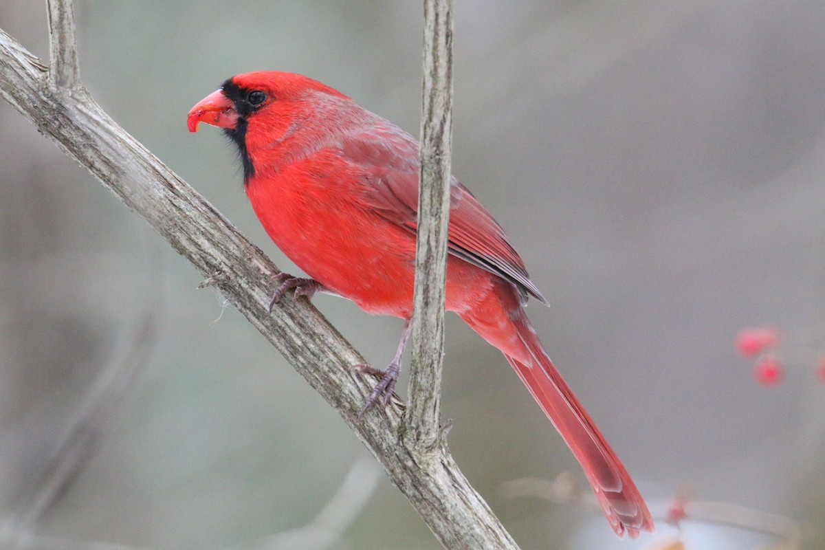 Northern Cardinal - ML646650996