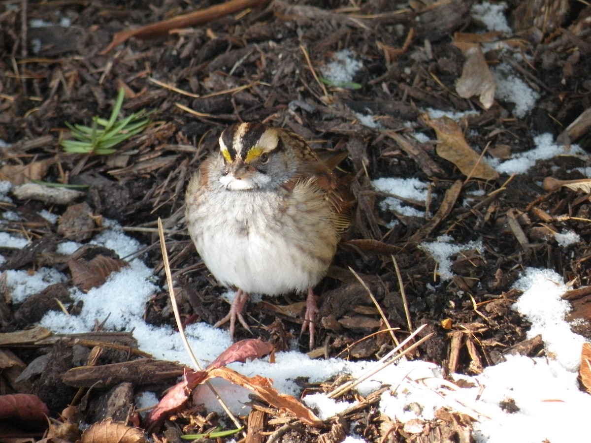 White-throated Sparrow - ML646650999