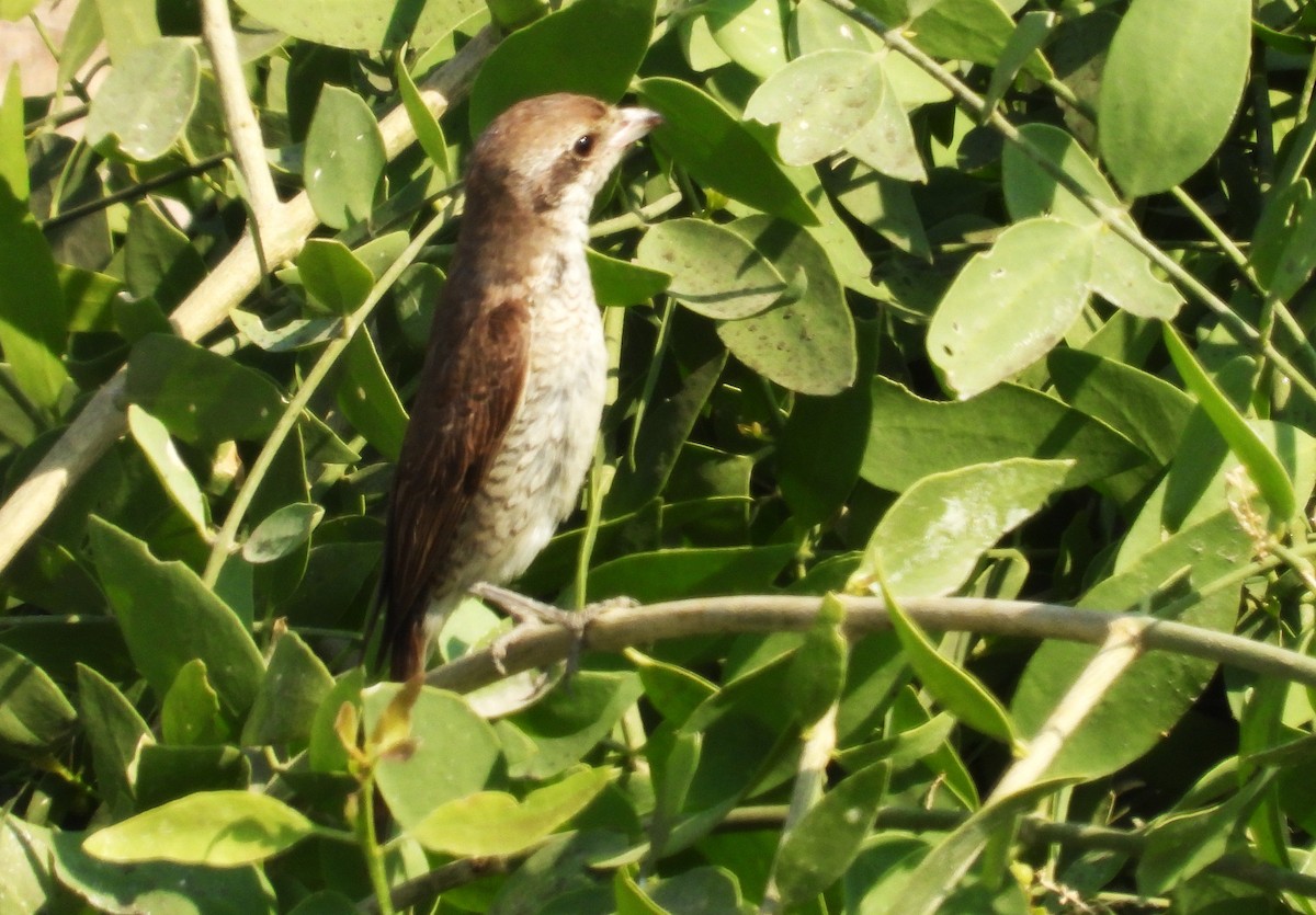 Red-tailed Shrike - ML646651000