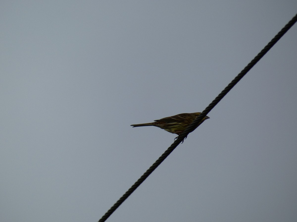 Escribano Cerillo - ML646651001