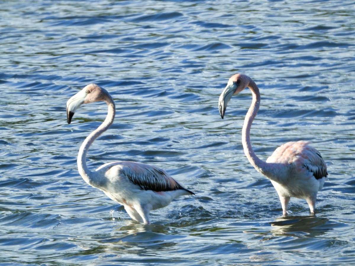 American Flamingo - ML646651002