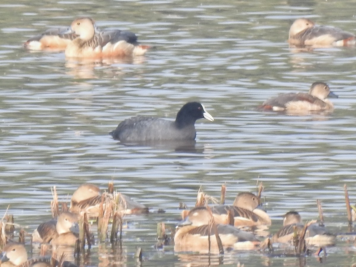 白冠雞 - ML646651003