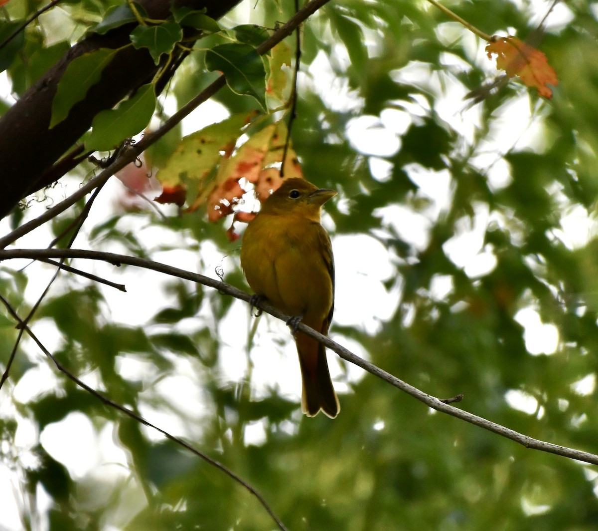 להבית אדומה - ML646651005