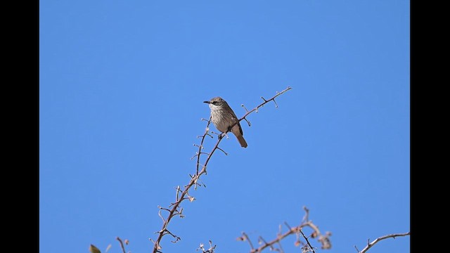 Гереро - ML646651006