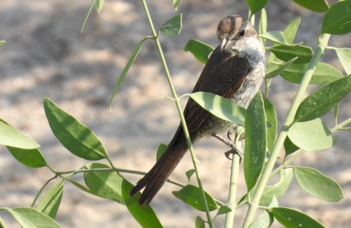 Red-tailed Shrike - ML646651007