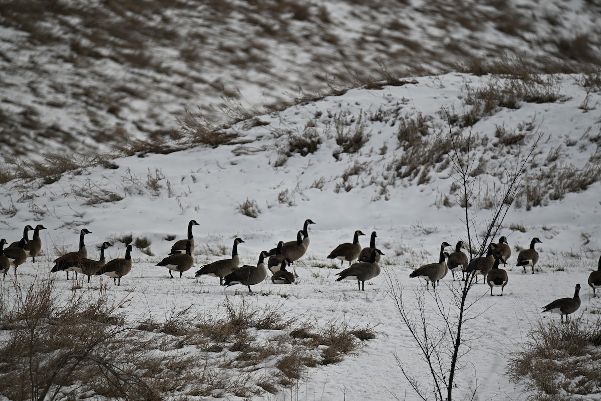 Canada Goose - ML646651008