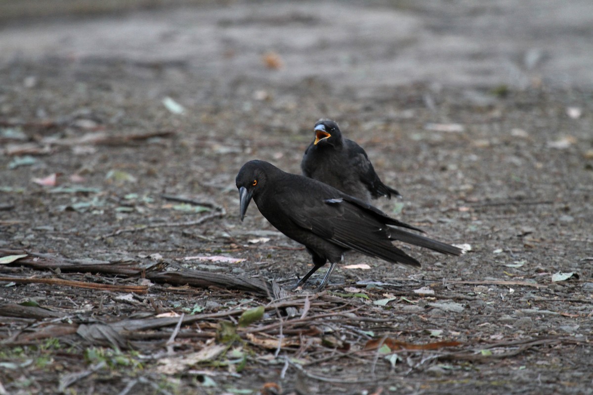 Black Currawong - ML64665101