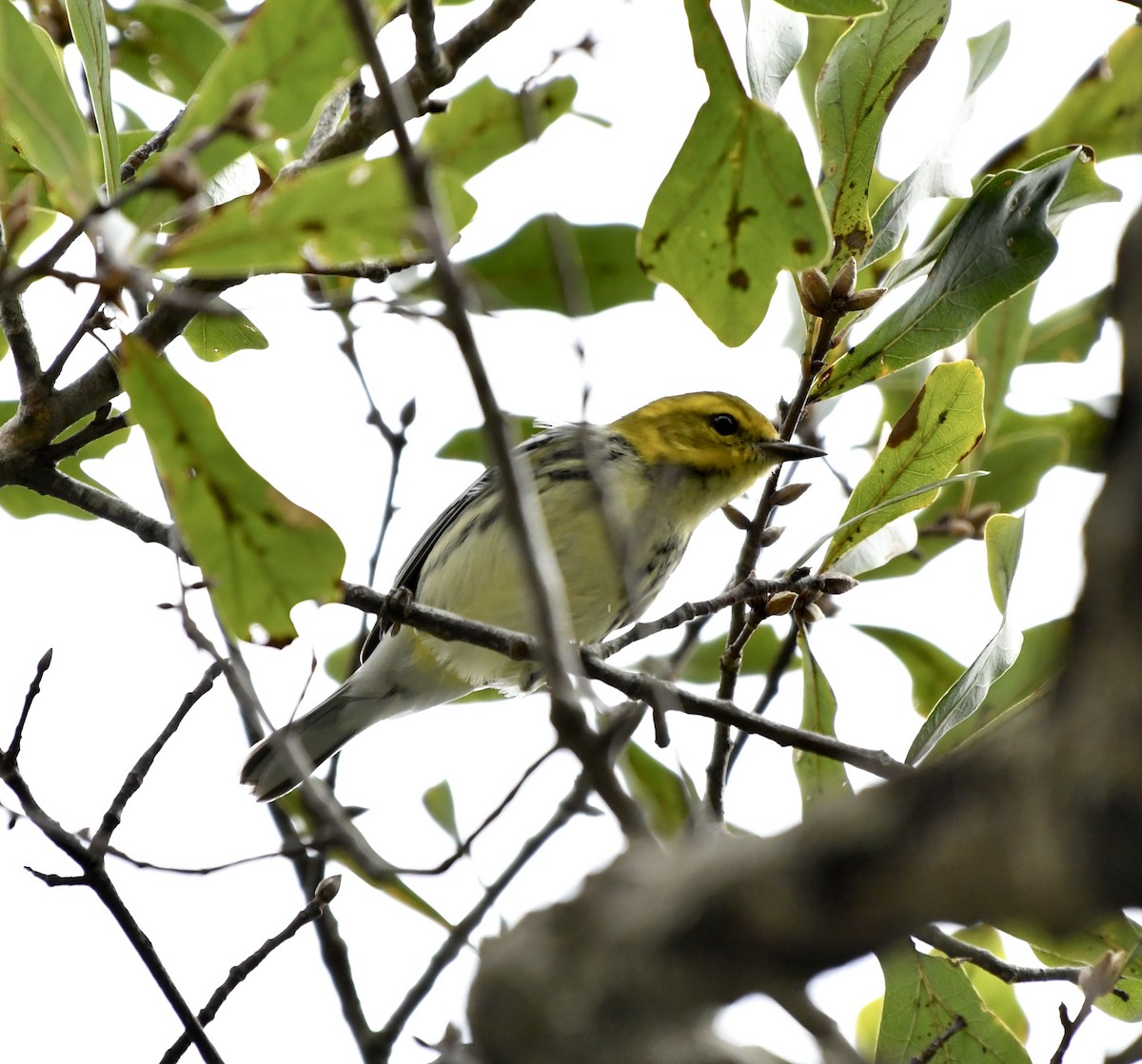 סבכון צהוב-ראש - ML646651010