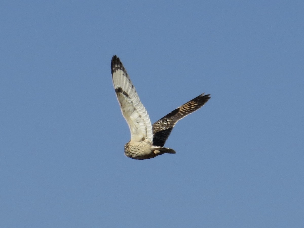 コミミズク - ML646651011