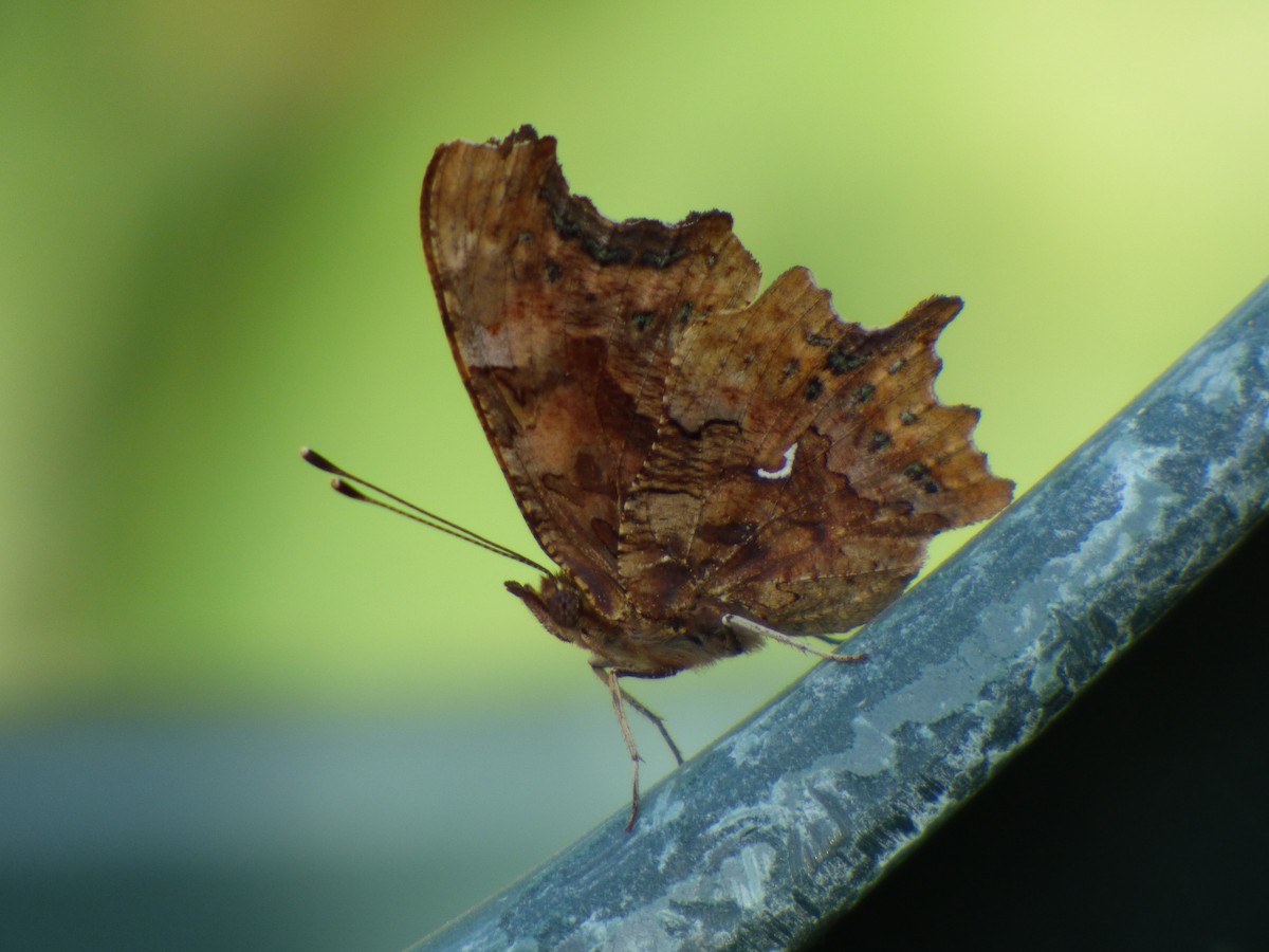 European Comma - ML646651012