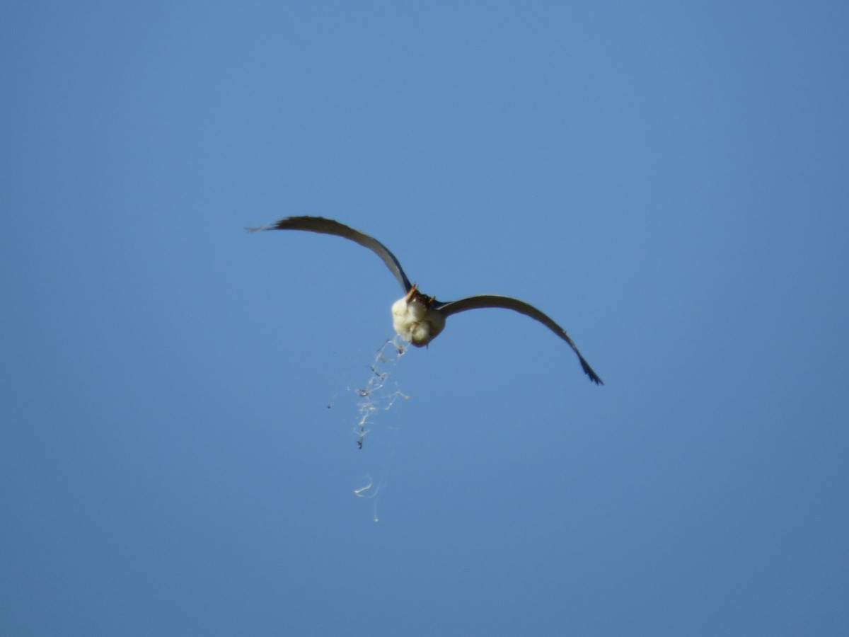 コミミズク - ML646651017