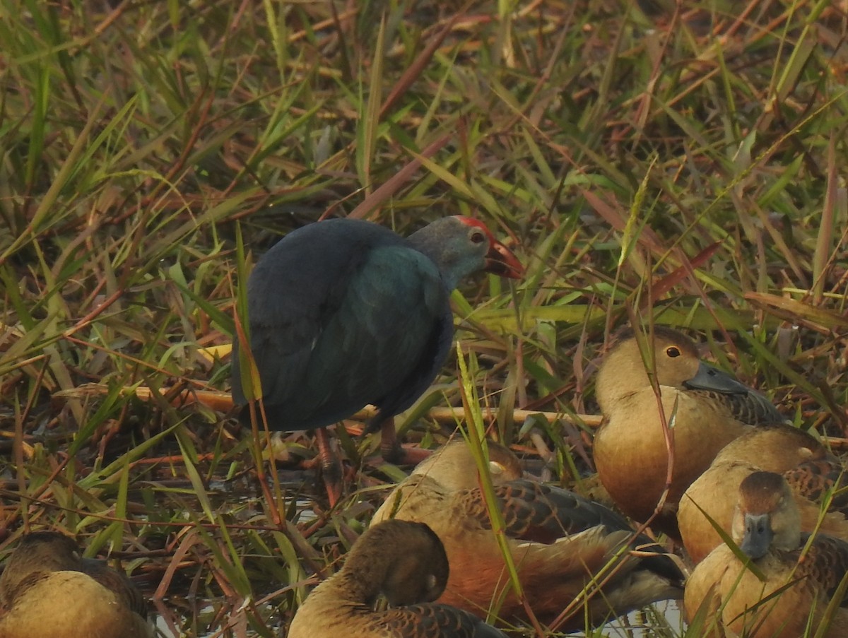 灰頭紫水雞 - ML646651018