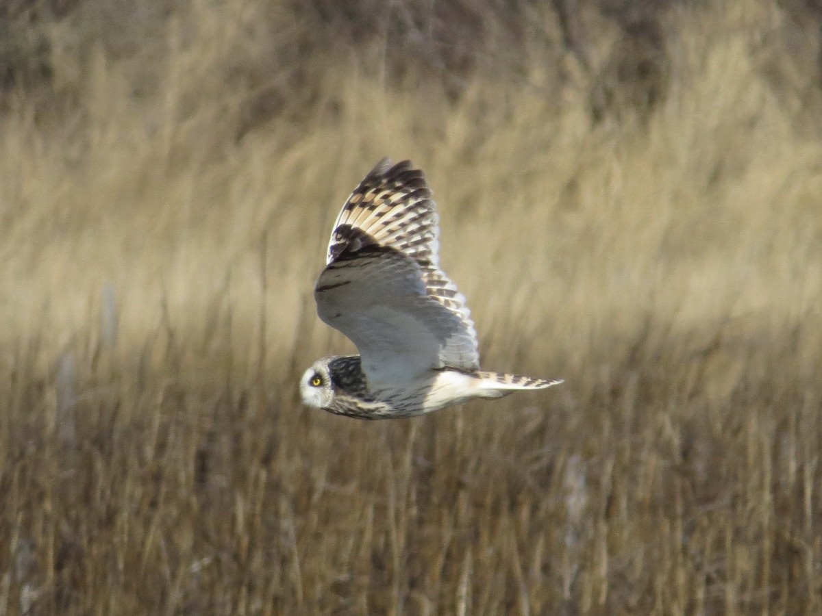 コミミズク - ML646651019