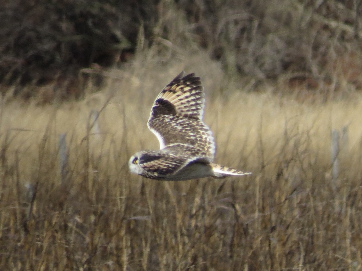 コミミズク - ML646651020