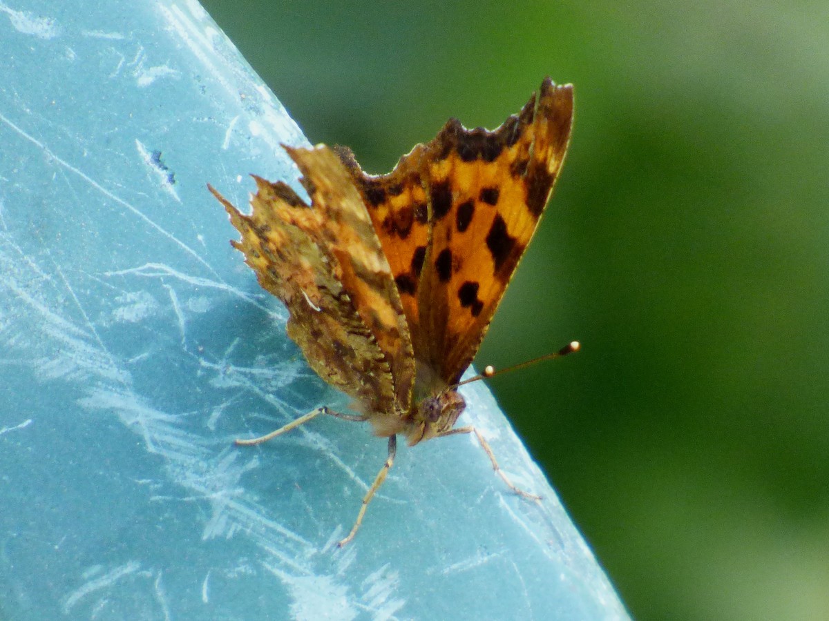 European Comma - ML646651021