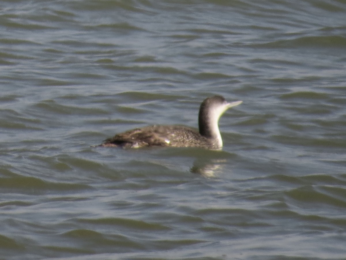 アビ - ML646651022