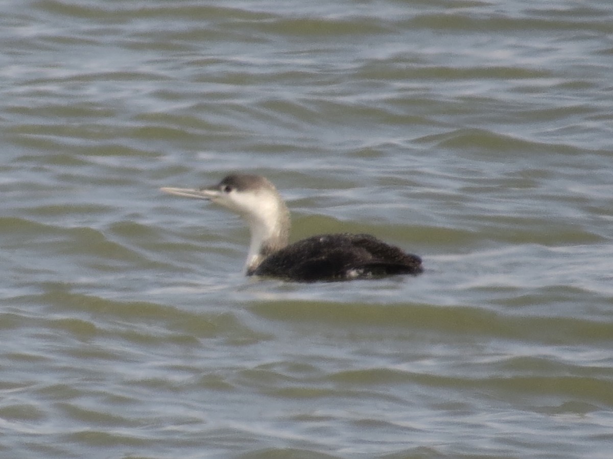 アビ - ML646651024