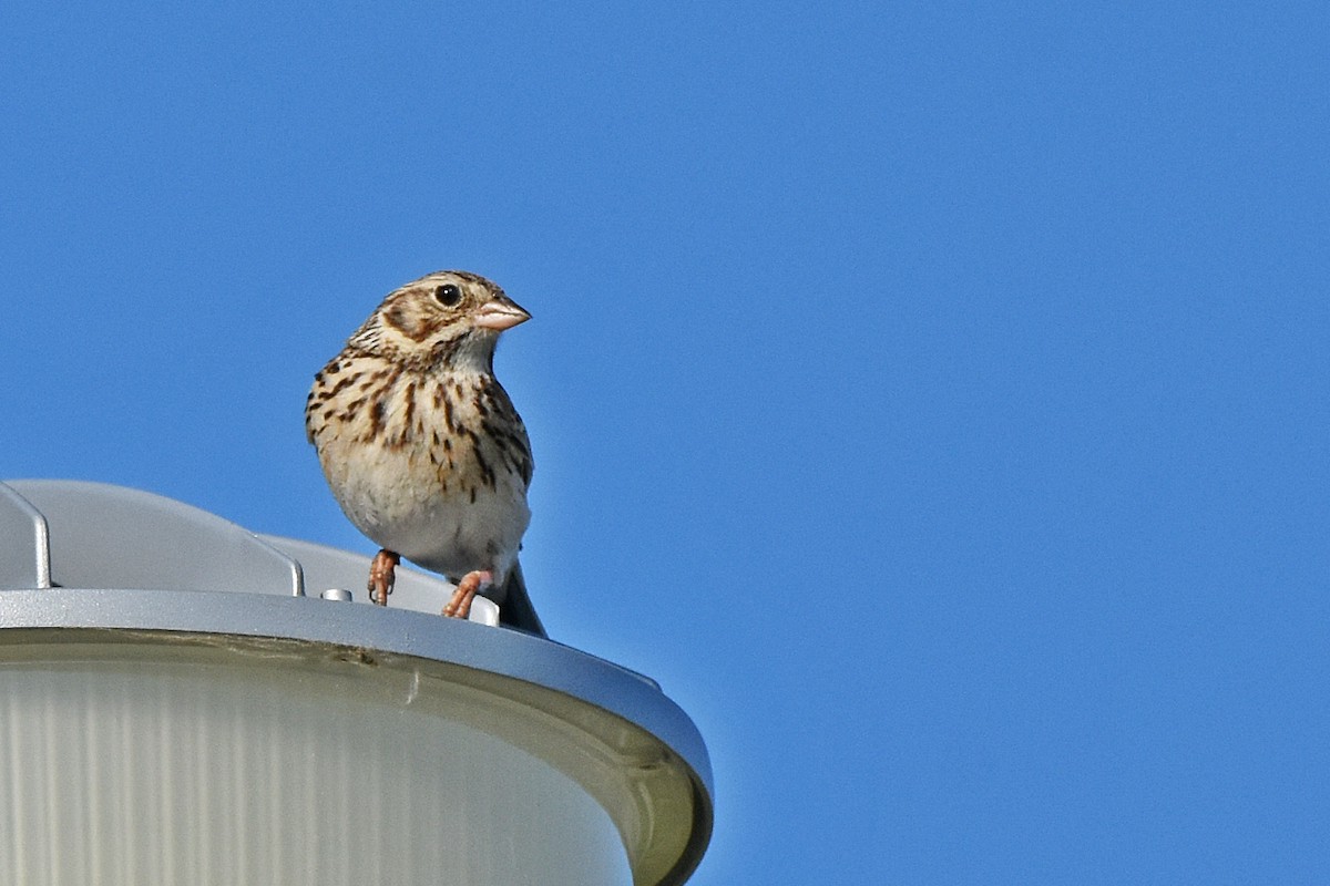 Vesper Sparrow - ML646651025